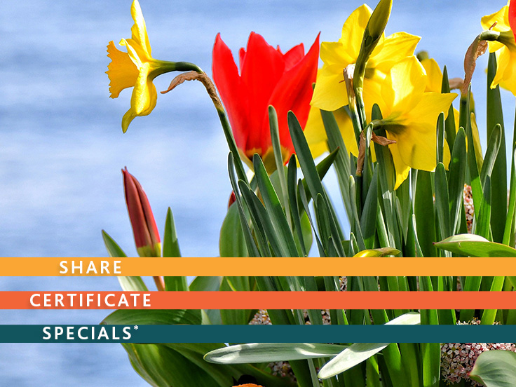 Spring Share Certificate